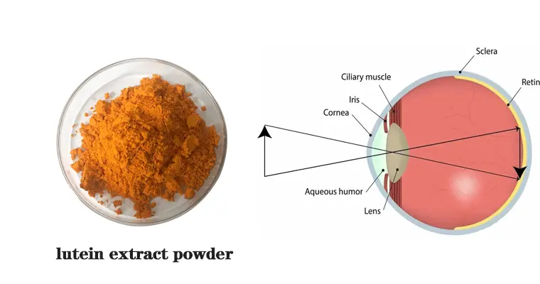 lutein extract powder.gif